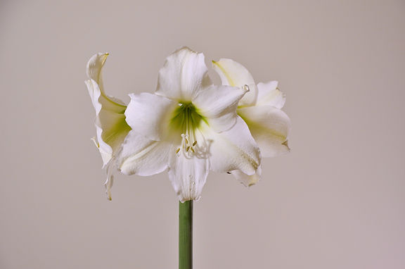 A close-up photograph of the Stella Marris Amaryllis in full bloom showcases its large, white petals with a green center, set against a plain, light-colored background. The intricate details of the flower, including its stamens, are clearly visible.