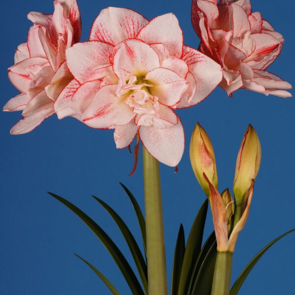 Close-up of the Striped Amadeus Amaryllis in full bloom, showcasing its vibrant pink and white petals and two buds on the verge of opening, all set against a solid blue background. The plant's green leaves are also visible at the bottom of the image.