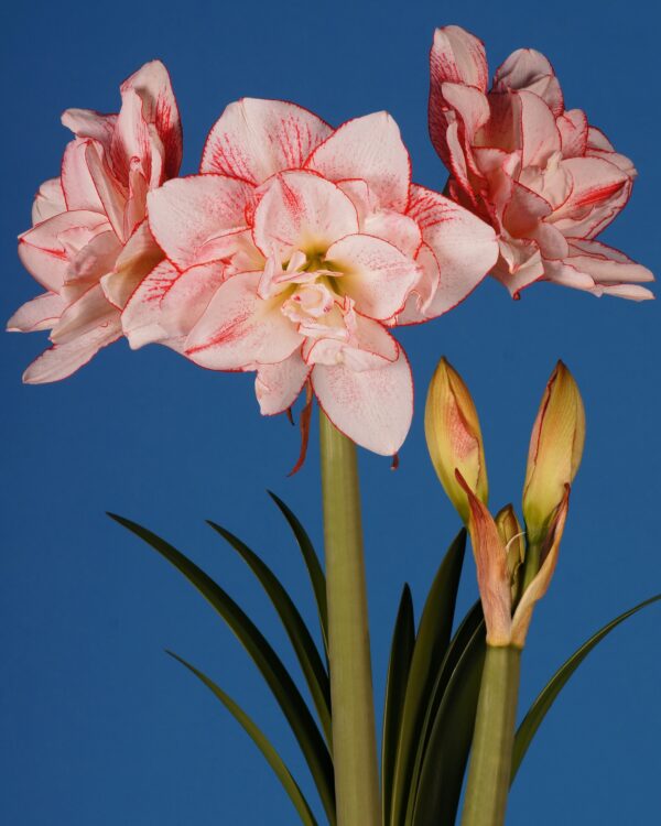 Close-up of the Striped Amadeus Amaryllis in full bloom, showcasing its vibrant pink and white petals and two buds on the verge of opening, all set against a solid blue background. The plant's green leaves are also visible at the bottom of the image.