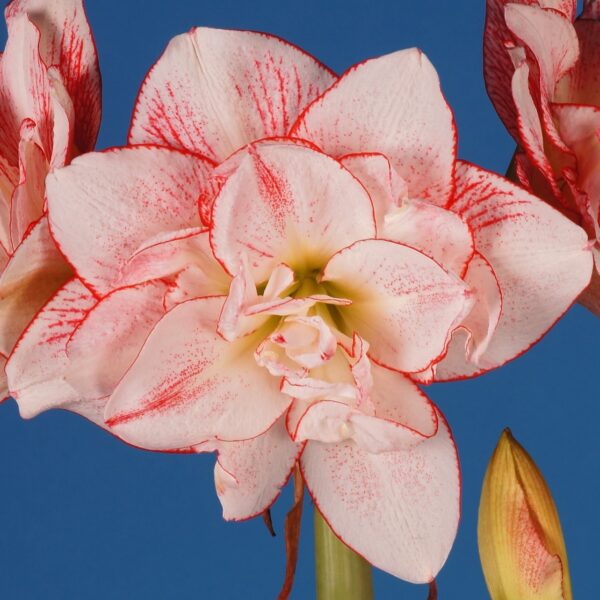 Close-up of a blooming Striped Amadeus Amaryllis, featuring delicate white petals accented by red streaks. The flower stands out against a blue background, highlighting its vibrant colors and detailed textures. An unopened bud is visible to the right.