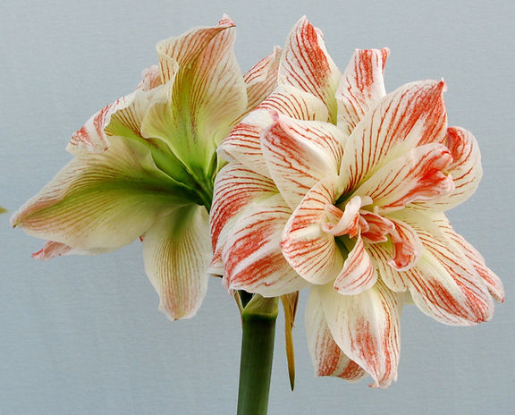 Two Striped Echo Amaryllis flowers, featuring delicate white petals streaked with red and hints of pink, are set against a soft, light blue background that makes the vibrant blooms stand out. The flowers are in full bloom, appearing fresh and lively.