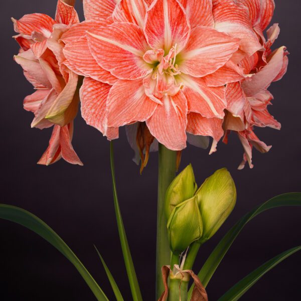 A close-up of a blooming Sweet Amadeus® Amaryllis flower against a black background. The Sweet Amadeus Amaryllis showcases vibrant pink petals adorned with white stripes and buttery yellow-green stamens. Several green leaves and a partially opened bud are visible below the main bloom.