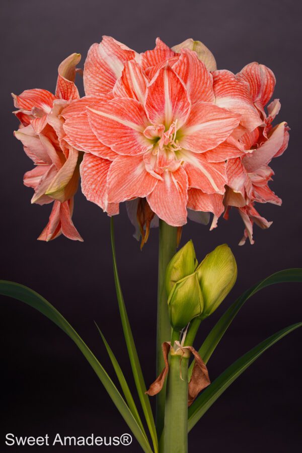 A close-up of a blooming Sweet Amadeus® Amaryllis flower against a black background. The Sweet Amadeus Amaryllis showcases vibrant pink petals adorned with white stripes and buttery yellow-green stamens. Several green leaves and a partially opened bud are visible below the main bloom.