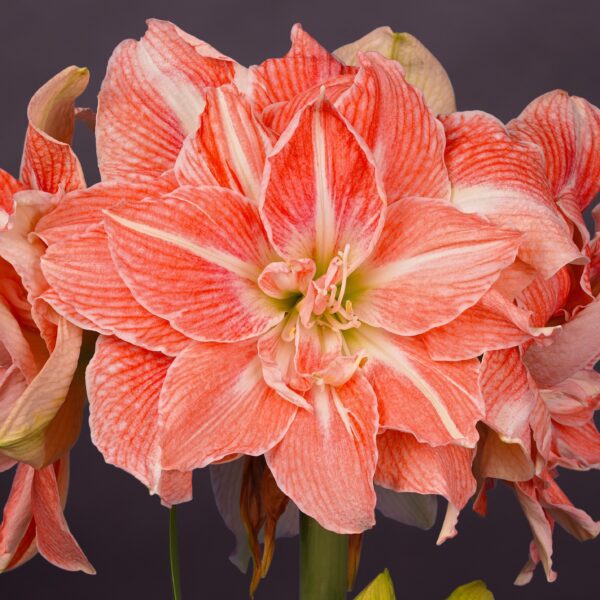 Here's a close-up of the exquisite Sweet Amadeus Amaryllis, showcasing its vibrant coral petals elegantly adorned with white stripes. The layered petals form a full and intricate blossom that stands out beautifully against a dark background, emphasizing the vivid colors and detailed textures of the flower.