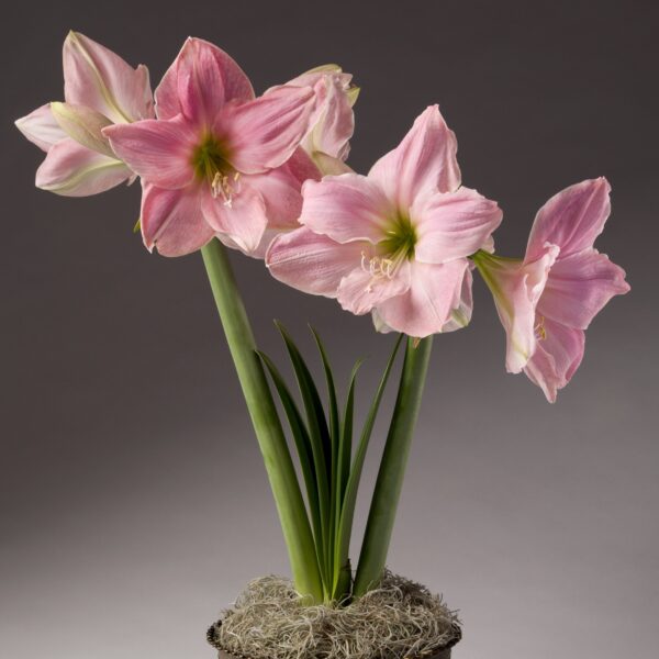 A close-up of Sweet Star Amaryllis flowers in full bloom reveals their multiple large petals adorned with delicate pink hues and prominent stamens. Rising from the base are three tall green stems, surrounded by strap-like green leaves, all set against a gray background.