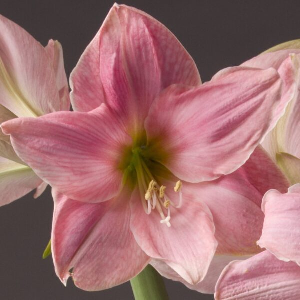 Close-up of the Sweet Star Amaryllis flower in full bloom. Its delicate light pink petals with darker pink veining and a white and green center are striking. The flower's vibrant colors are accentuated by several stamens featuring white filaments and yellow anthers visible in the middle, all set against a dark, neutral background.