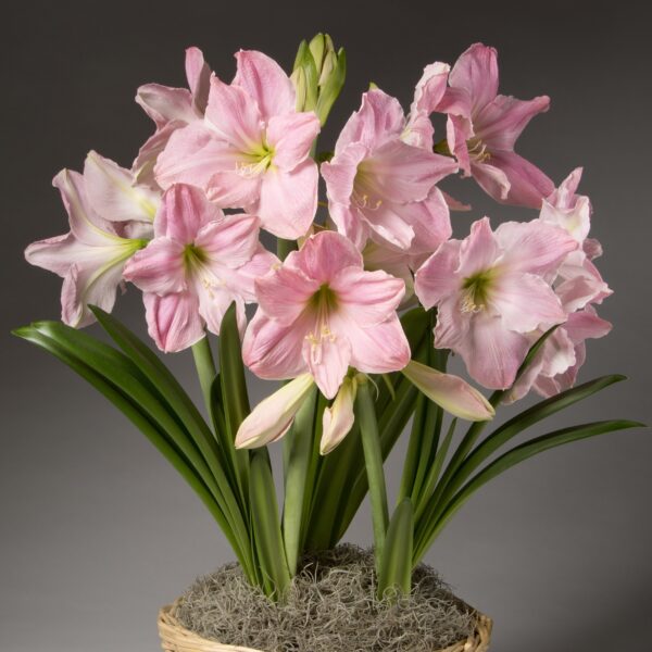 A Sweet Star Amaryllis plant in a pot showcasing multiple light pink, trumpet-shaped flowers in full bloom. The elegant blooms are complemented by long, green, strap-like leaves and set against a plain gray background. The pot is adorned with a decorative basket-like exterior.