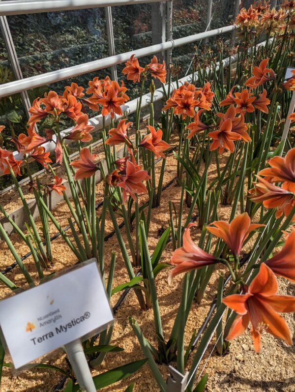 In a greenhouse, rows of vibrant orange Terra Mystica Amaryllis flowers are in full bloom. A sign in the foreground, labeled "Terra Mystica Amaryllis," identifies the variety of the flowers. Sunlight streams through the glass, illuminating the scene.