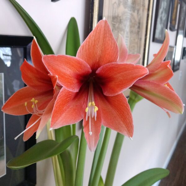 Close-up of vibrant red-orange Terra Mystica Amaryllis flowers in bloom, with slender green leaves. The flowers feature prominent central stamens and delicate petals. The background includes framed wall art and light-colored walls.