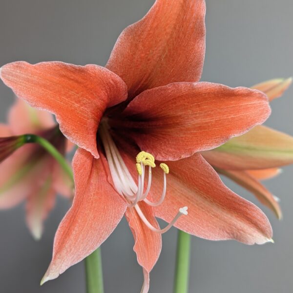 Close-up of a blooming Terra Mystica Amaryllis flower, showcasing its delicate orange petals and vibrant yellow stamens against a soft, gray background. A partially blurred second Terra Mystica Amaryllis is visible in the background.