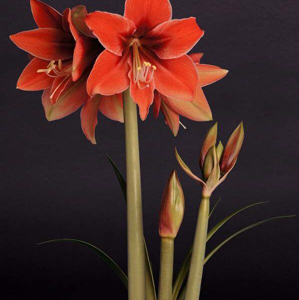 A vibrant cluster of Terra Mystica Amaryllis flowers, with their striking red petals, blooms against a deep black background. Several buds are partially open, showcasing the promise of more beauty to come, while green leaves and stems add contrast. The label "Terra Mystica®" is elegantly printed in white at the bottom left corner of the image.