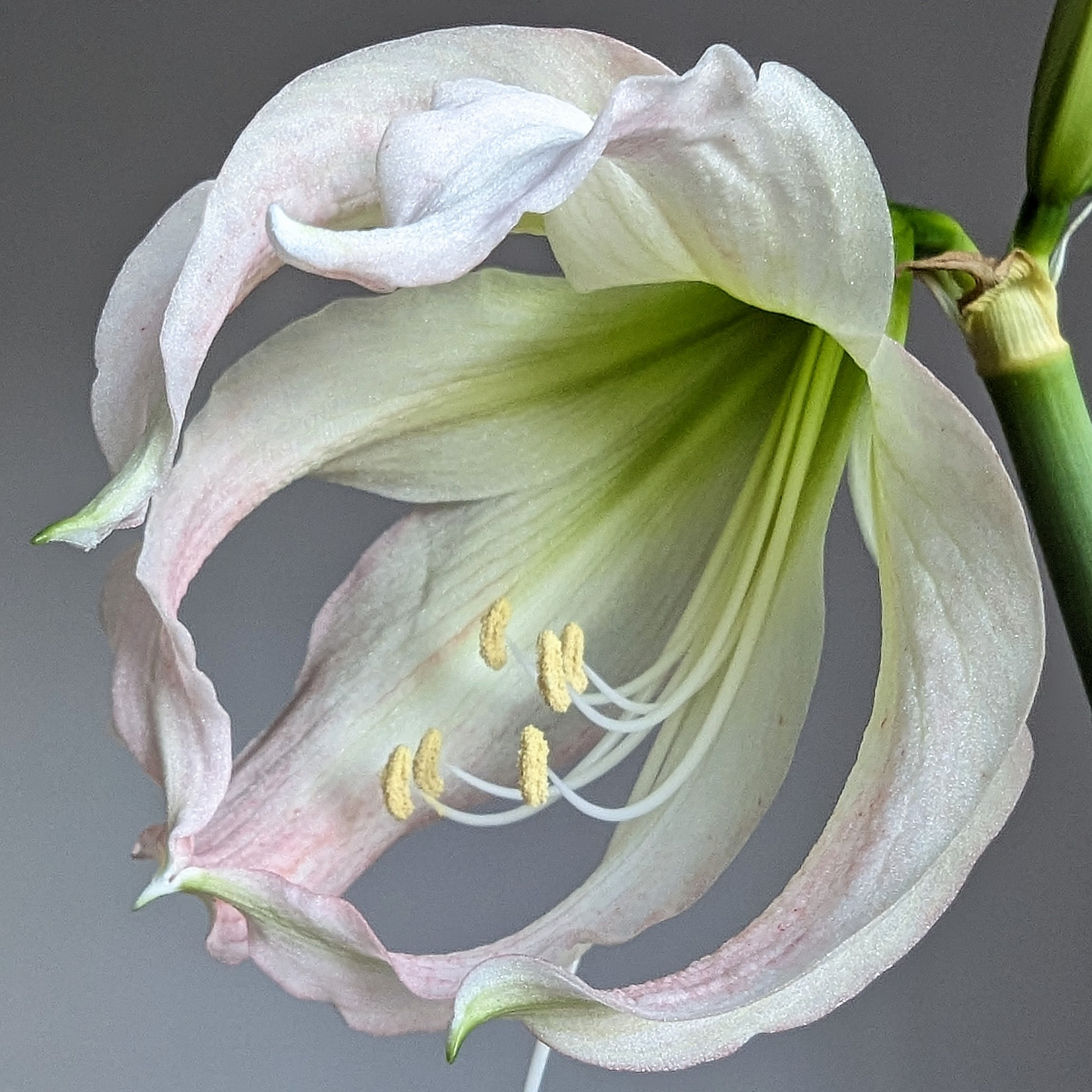 Close-up of a single Thai Thai Amaryllis flower with pale pink and white petals, revealing the yellow stamens and greenish interior at the center. The flower is set against a softly blurred gray background, which highlights its delicate texture and intricate details.