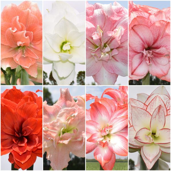 A collage featuring eight close-up images from the Tika Amaryllis Collection, highlighting blooming amaryllis flowers in vibrant shades of orange, white, pink, red, and various combinations. Each image captures the intricate petal details and rich hues of the flowers set against a soft, natural backdrop.