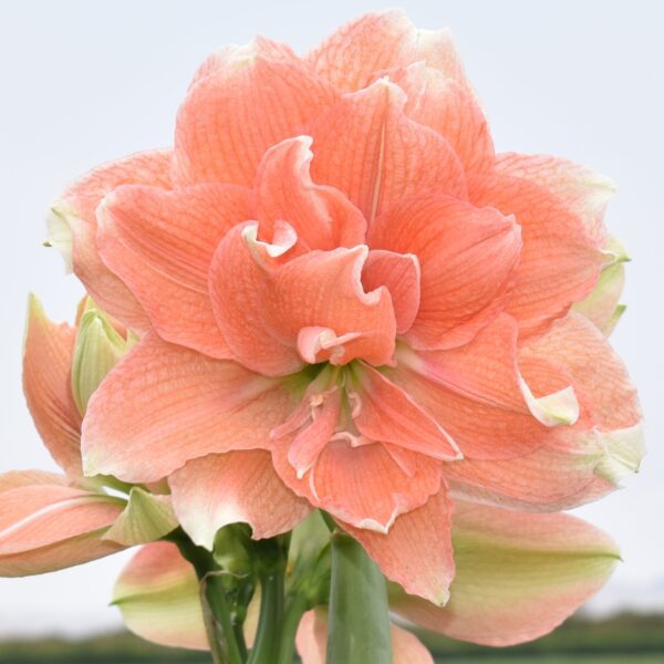 Close-up of a large, blooming Tika Coral Amaryllis flower showcasing its several layered petals. The delicate, slightly ruffled petals display soft gradient hues transitioning from peach to pale pink. The background features a blurred outdoor setting.