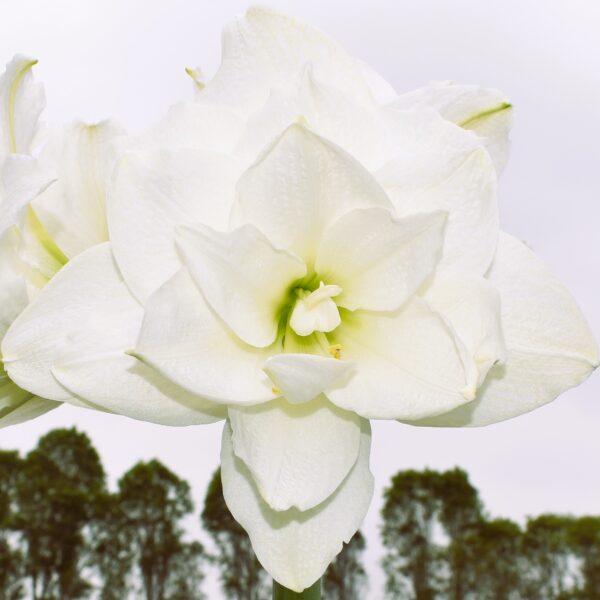 A close-up of the Tika Cream Amaryllis reveals its multiple delicate petals, set against a blurred backdrop featuring green trees beneath a cloudy sky. The flower is captured in full bloom, showcasing intricate textures and details on the petals.