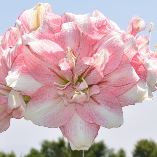 A close-up of the Tika Disco Amaryllis, showcasing its pink and white petals with multiple layers, set against a clear blue sky with blurred greenery in the background. The large, slightly ruffled petals create a lush and full appearance.