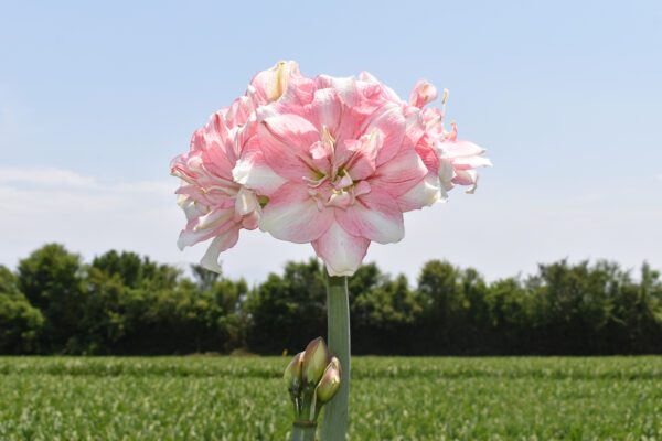 A close-up photograph showcases the Tika Disco Amaryllis flower in full bloom, its pink and white petals standing out against a green field and trees under a clear blue sky.