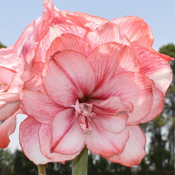 Close-up of a large Tika Fairy Amaryllis in full bloom showcasing multiple soft pink petals adorned with delicate white veining. The backdrop of a clear blue sky and blurred greenery highlights the flower's vibrant and intricate details.