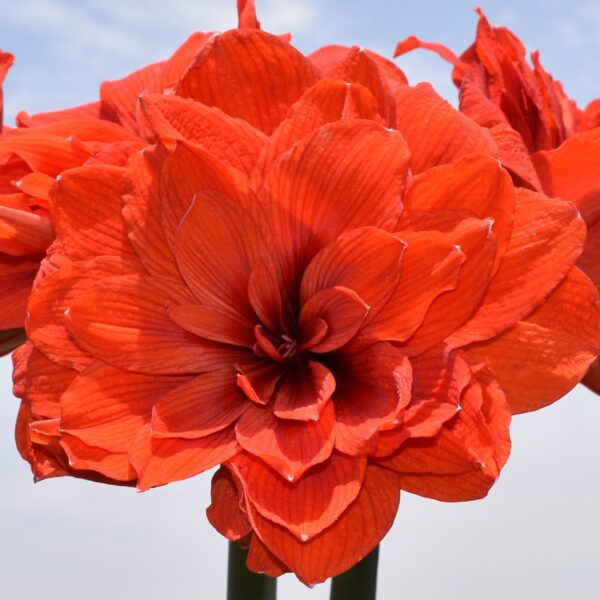 Close-up image of a vibrant red-orange Tika Lotus Amaryllis flower from the Tika Lotus Amaryllis collection, showcasing its multiple layered petals against a light blue sky background.