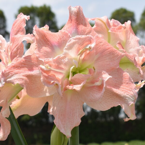 Close-up of blooming Tika Princess Amaryllis flowers showcasing delicate pink petals and green centers, set against a blurred backdrop of trees and sky.