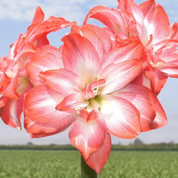 Close-up of vibrant pink and white Tika Salsa Amaryllis flowers in full bloom against a backdrop of a green field and a partly cloudy sky. The delicate petals exhibit a striped pattern, and the flowers are clustered together, showcasing their natural beauty.