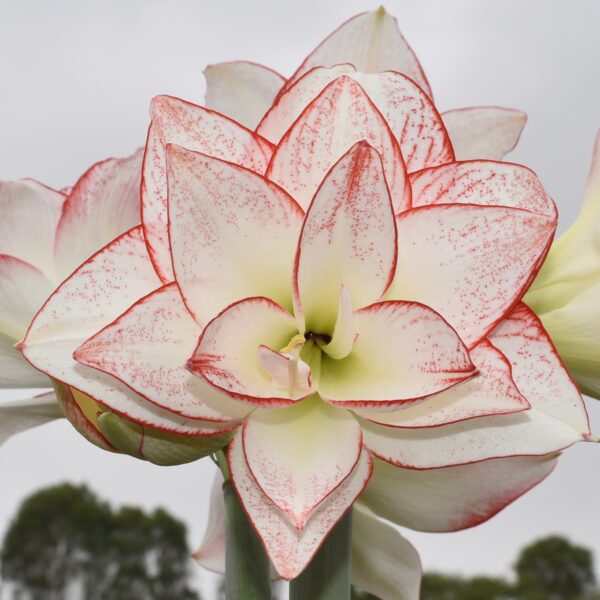 Close-up of a stunning Tika Star Amaryllis, product name given in the description, featuring white and pink striped petals with red edges and speckles. The background captures a cloudy sky and some out-of-focus greenery.