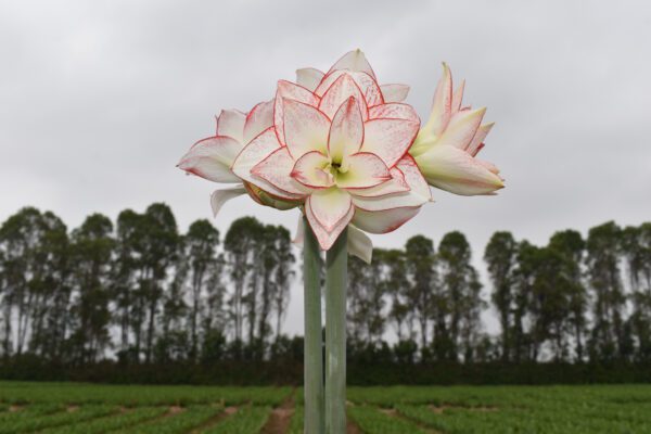 Close-up of a blooming Tika Star Amaryllis, showcasing its white petals edged in pink. The backdrop includes a field and a row of tall trees beneath a cloudy sky.