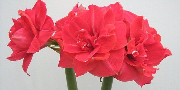 A close-up of Top Notch Amaryllis flowers in full bloom. The vibrant red petals are layered and velvety, with hints of white near the center. The green stems are thick and sturdy, supporting the large blossoms against a plain light grey background.