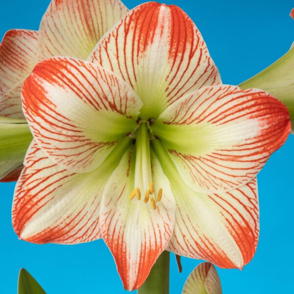 Close-up of a vibrant Tropical Sensation Amaryllis with white petals accented by red streaks and a green center, showcased against a bright blue background. The flower's central reproductive parts, including the stamens and pistil, are prominently visible.