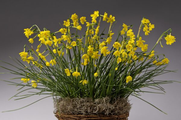 Introducing the Twinkling Yellow Potted Daffodils: a vibrant arrangement featuring radiant yellow daffodils with slender green leaves, set in a basket against a plain gray background. The flowers are at their peak bloom, showcasing an uplifting and cheerful display. The arrangement's base is elegantly covered with moss.