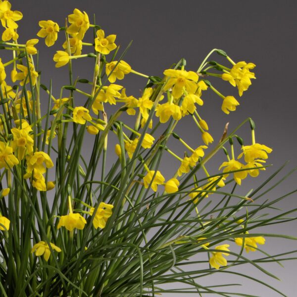 A cluster of Twinkling Yellow Potted Daffodils with elongated petals and long green stems stands out against a neutral gray background. The flowers are in full bloom, displaying delicate, trumpet-shaped blossoms.