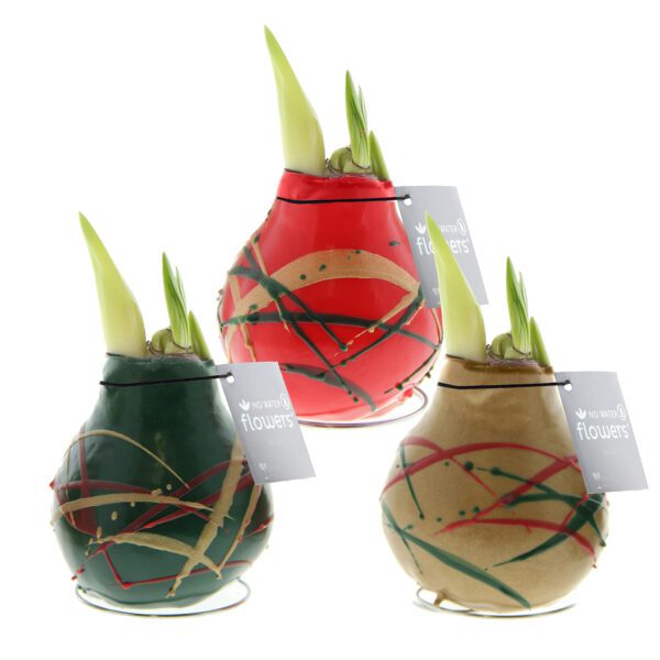 Three Waxed Amaryllis Bulb Trio - Holiday Art, bearing budding green stems, are beautifully arranged against a white background. The bulbs are encased in vibrant red, gold, and green wax with ribbon-like designs. Each bulb comes with a tag that reads "No Water Flowers.