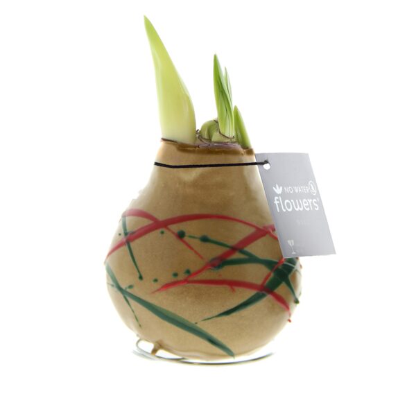 A trio of Waxed Amaryllis Bulbs with green shoots displayed in a sand-colored vase adorned with red and green streaks, tagged at the top with "No Water Flowers." The vase rests on a white background.