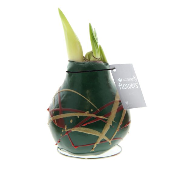 The Waxed Amaryllis Bulb Trio - Holiday Art features a green, vase-shaped bulb adorned with festive red, green, and gold swirls. It showcases two emerging shoots and includes a "No water flowers" tag secured by a black string. The base is transparent and round, making these waxed Amaryllis bulbs an elegant, no-maintenance addition to any home decor.