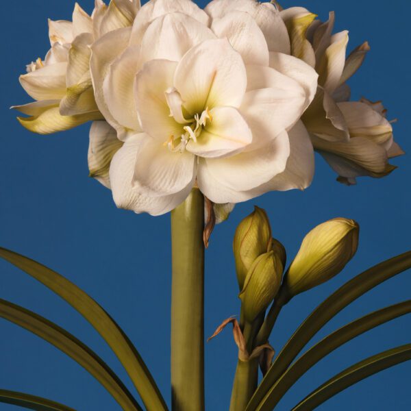 A close-up of the White Amadeus Amaryllis in full bloom against a solid blue backdrop, showcasing its multiple petals and green stems along with several unopened buds. The detailed flower and buds stand out vividly against the contrasting blue background.