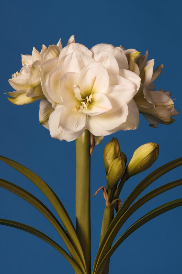 A close-up of the White Amadeus Amaryllis in full bloom against a solid blue backdrop, showcasing its multiple petals and green stems along with several unopened buds. The detailed flower and buds stand out vividly against the contrasting blue background.