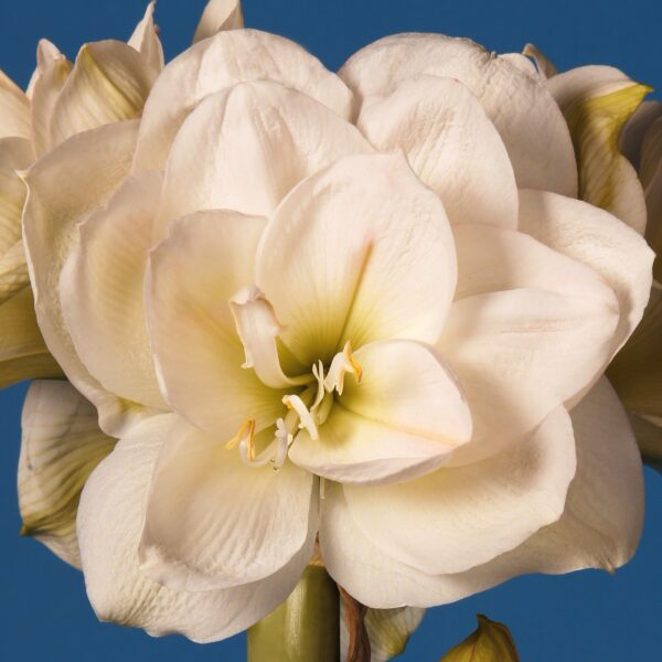 Close-up of the White Amadeus Amaryllis flower with large, delicate petals and light green stamens. The White Amadeus Amaryllis stands out against a vibrant blue background, showcasing its intricate details and soft texture.