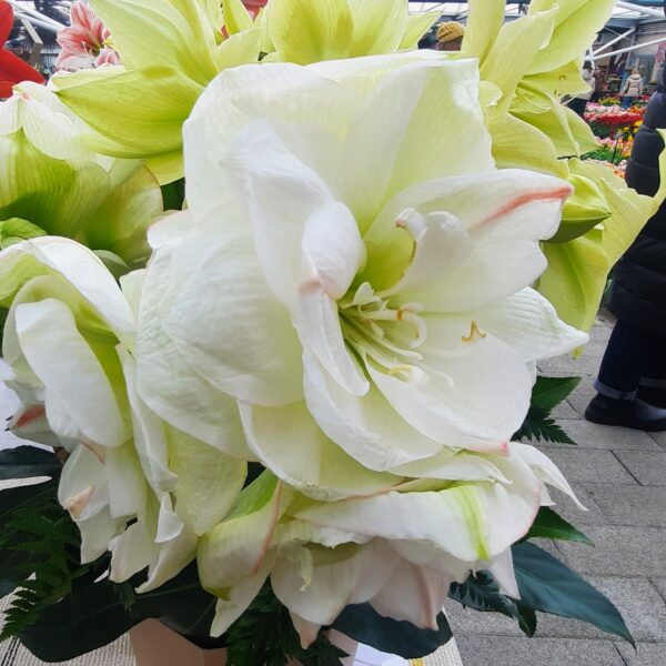 A close-up showcases the breathtaking beauty of White Amadeus Amaryllis flowers, their large blooms adorned with light green and pink accents. The blossoms are in full bloom, surrounded by lush leaves and additional flowers in the backdrop, creating a vibrant scene that could be from either an indoor market or an enchanting garden center.