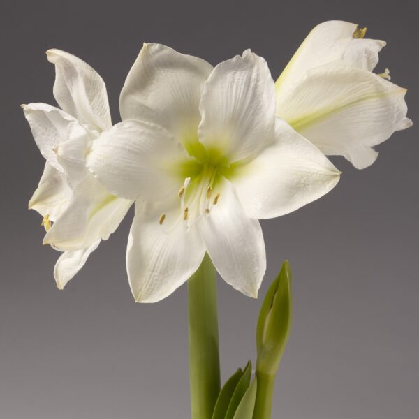 Close-up of blooming white amaryllis flowers with six petals each, displaying yellow stamens at the center, against a grey background. A green stem is visible with an unopened bud at the base. The petals are delicate and slightly translucent.