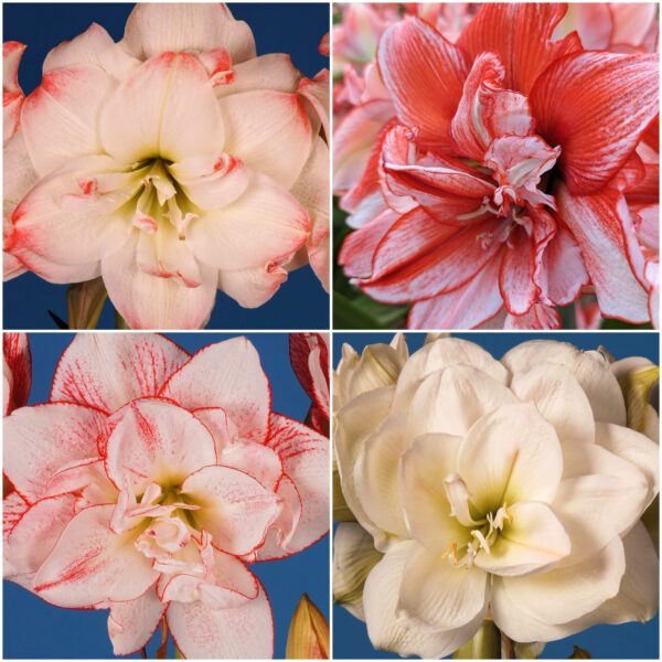 A collage from the Amadeus Amaryllis Collection featuring four close-up images of different flower types. All are double blooms in shades of vibrant red, pristine white, and delicate pink, each with distinct petal arrangements and striking color patterns.