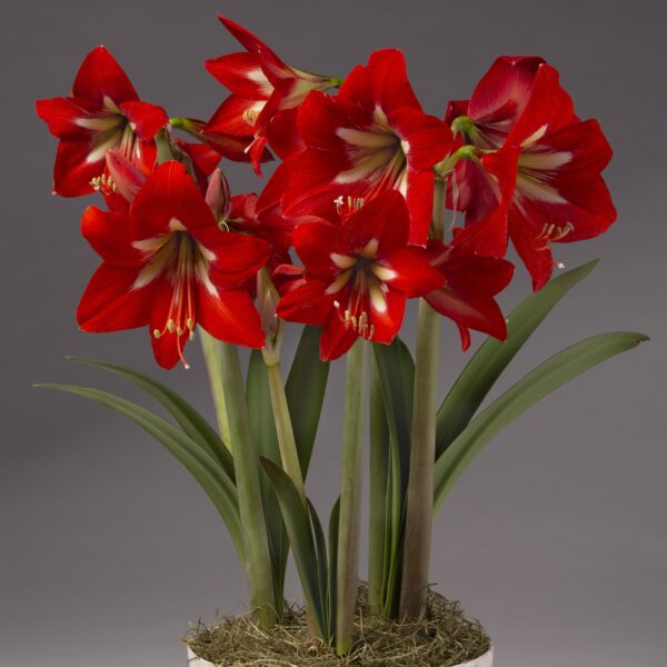 A vibrant bouquet of Bright Spark amaryllis flowers with several blooms in full blossom, showcasing their large, trumpet-shaped petals. The flowers are surrounded by long green leaves and stems, all arranged in a pot over a base of moss. The background is a subtle gray.