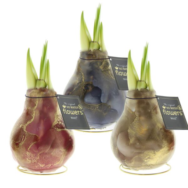 Displayed are the Waxed Amaryllis Bulb Trio - Jupiter Swirl, featuring green shoots emerging. The three bulbs are encased in wax of various colors: one red, one black, and one brown with golden accents. Each bulb has a black tag that reads "The original, NO WATER flowers".