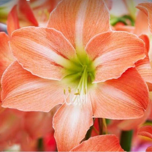 Close-up of a vibrant King Star Amaryllis flower showcasing white streaks on its petals and a striking green center. The blurred background subtly highlights hints of additional King Star Amaryllis flowers.