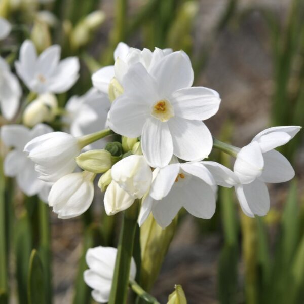 A cluster of Nir Paperwhites in full bloom, each sporting six pristine white petals with vibrant yellow centers, is surrounded by lush green foliage, presenting a picture of delicate beauty. This close-up shot captures the natural elegance of these potted bulbs from the Bare Bulb 10 Pack against a subtly blurred background.