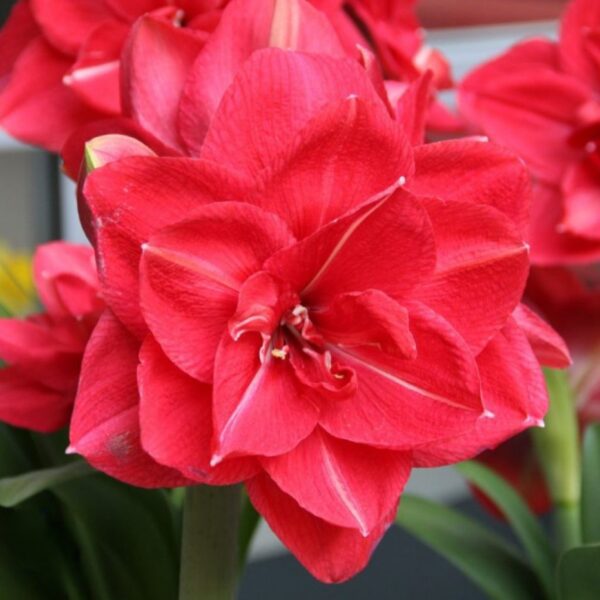 A close-up image of a vibrant Pink Symphony Amaryllis flower in full bloom. The large, layered petals radiate from the center, showcasing a beautiful blend of pink hues with subtle white streaks. The background reveals hints of green leaves and additional red blooms.