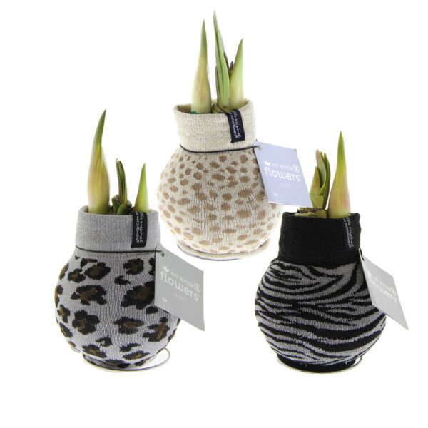 Three Waxed Amaryllis Bulbs with emerging green sprouts are adorned in trendy animal print sweaters, showcasing leopard print, cheetah print, and zebra print designs. Each vase is accompanied by a light grey tag reading "No Water Flowers".