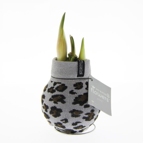 A Waxed Amaryllis Bulb from the Waxed Amaryllis Bulb Trio - Animal Print Sweaters, featuring green sprouts, is enveloped in a chic gray and black animal print fabric sleeve. The sleeve sports a tag with "No Water Flowers" inscribed on it. This elegant bulb makes a striking statement against the white background.