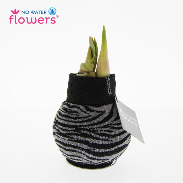 A waxed amaryllis bulb with emerging green shoots, from the Waxed Amaryllis Bulb Trio - Animal Print Sweaters collection, is wrapped in a stylish black and silver zebra print fabric. The packaging tag reads "No Water Flowers," presenting it as a unique decorative item designed to grow without additional watering.