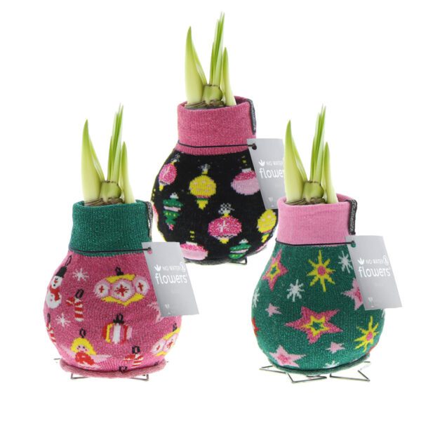 The Waxed Amaryllis Bulb Trio - Retro Christmas Sweaters features three wax-coated amaryllis bulbs with green shoots, each adorned in festive, colorful sweaters. One sweater is pink with Christmas decor, another is black with ornaments, and the third is green with stars. Each bulb comes with a white tag labeled "no water flowers.