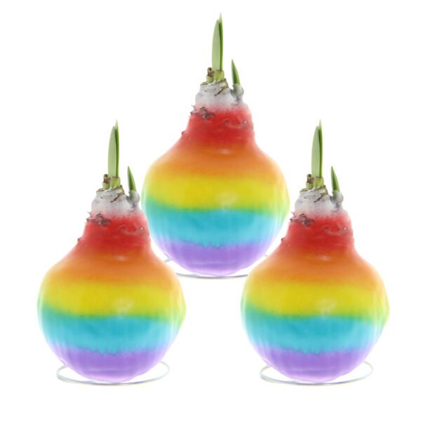 The Waxed Amaryllis Bulb Trio - Rainbow displays three rainbow-colored bulbs sprouting green shoots from the top. Arranged in a triangular formation against a white background, each bulb showcases vibrant bands of red, orange, yellow, green, blue, and purple hues.